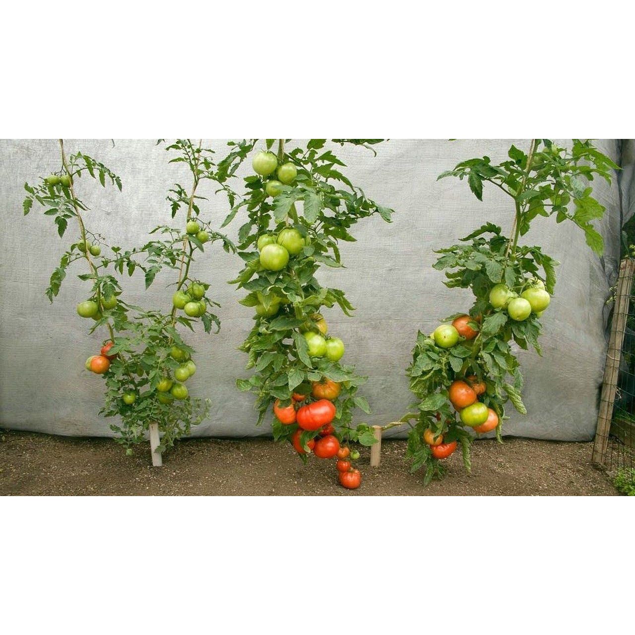 265 hạt giống cây Cà Chua Vô Hạn