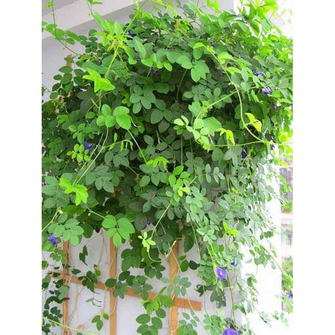 Combo 2 Cây Giống Hoa Đậu Biếc Leo Giàn