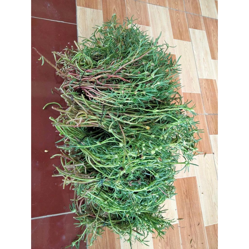 1 Ký Cành Giống Hoa Mười Giờ Thái Kép MÀU TRẮNG VIỀN TÍM MỚI Cành Tơ Siêu Khỏe Ra Rễ Sau 3 Ngày GIA DỤNG THÔNG MINH PKM