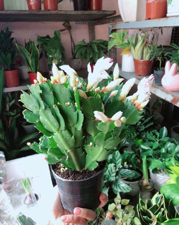 Cây Càng Cua Hoa Trắng