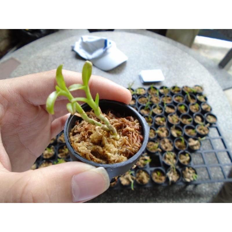 100 chiếc Rọ trồng Lan giống-Lan cấy mô