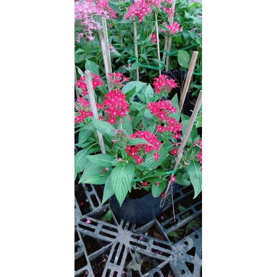 Hoa Diễm Châu Hàng Đẹp