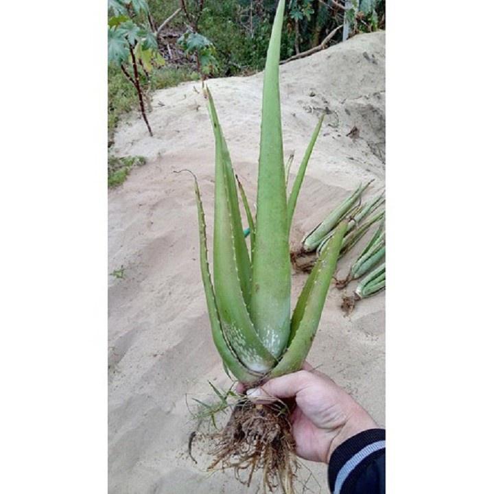 CHẬU CÂY NHA ĐAM MỸ, BẸ SIÊU TO