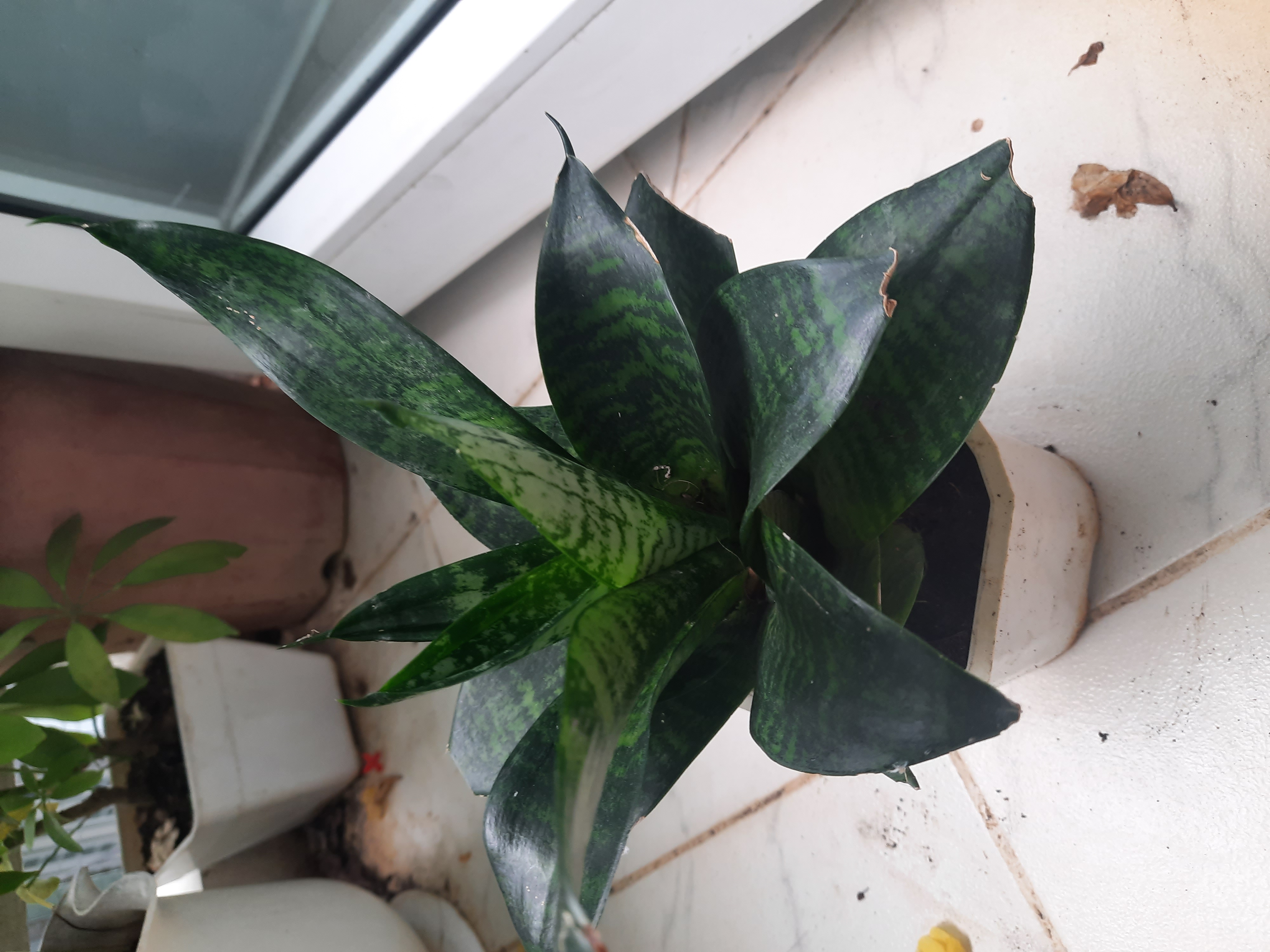 Cây lưỡi hổ để bàn