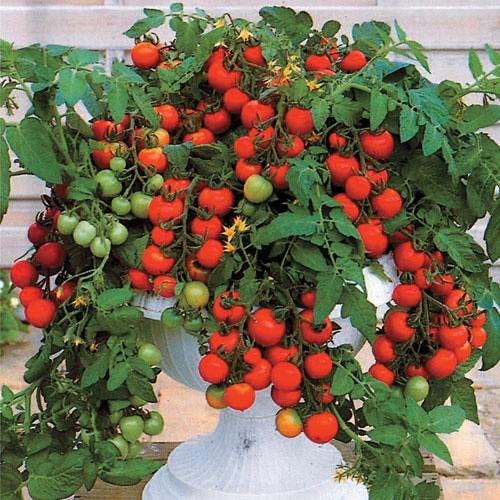 30 Hạt giống cà chua bi lùn đỏ