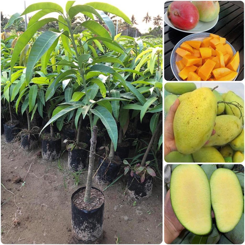 Cây giống Xoài Cát Hòa Lộc. .