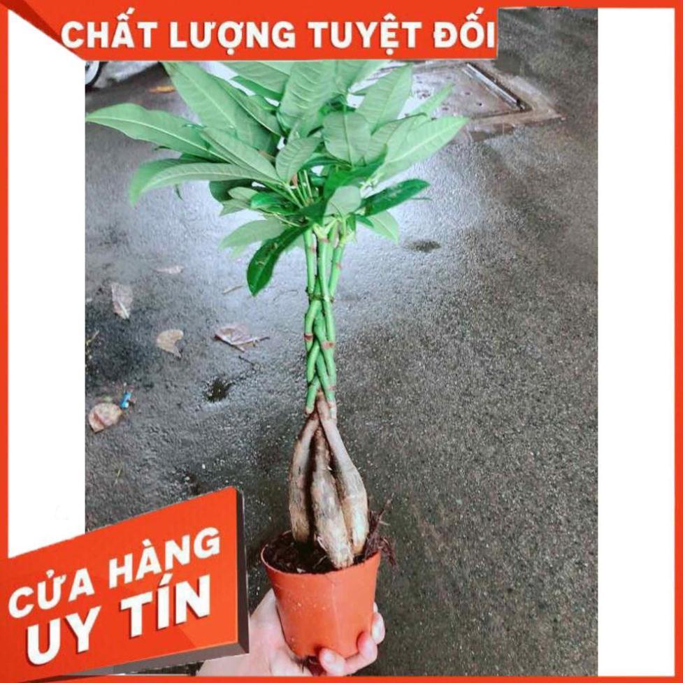 Kim Ngân 5 thân Nhiều Người Mua