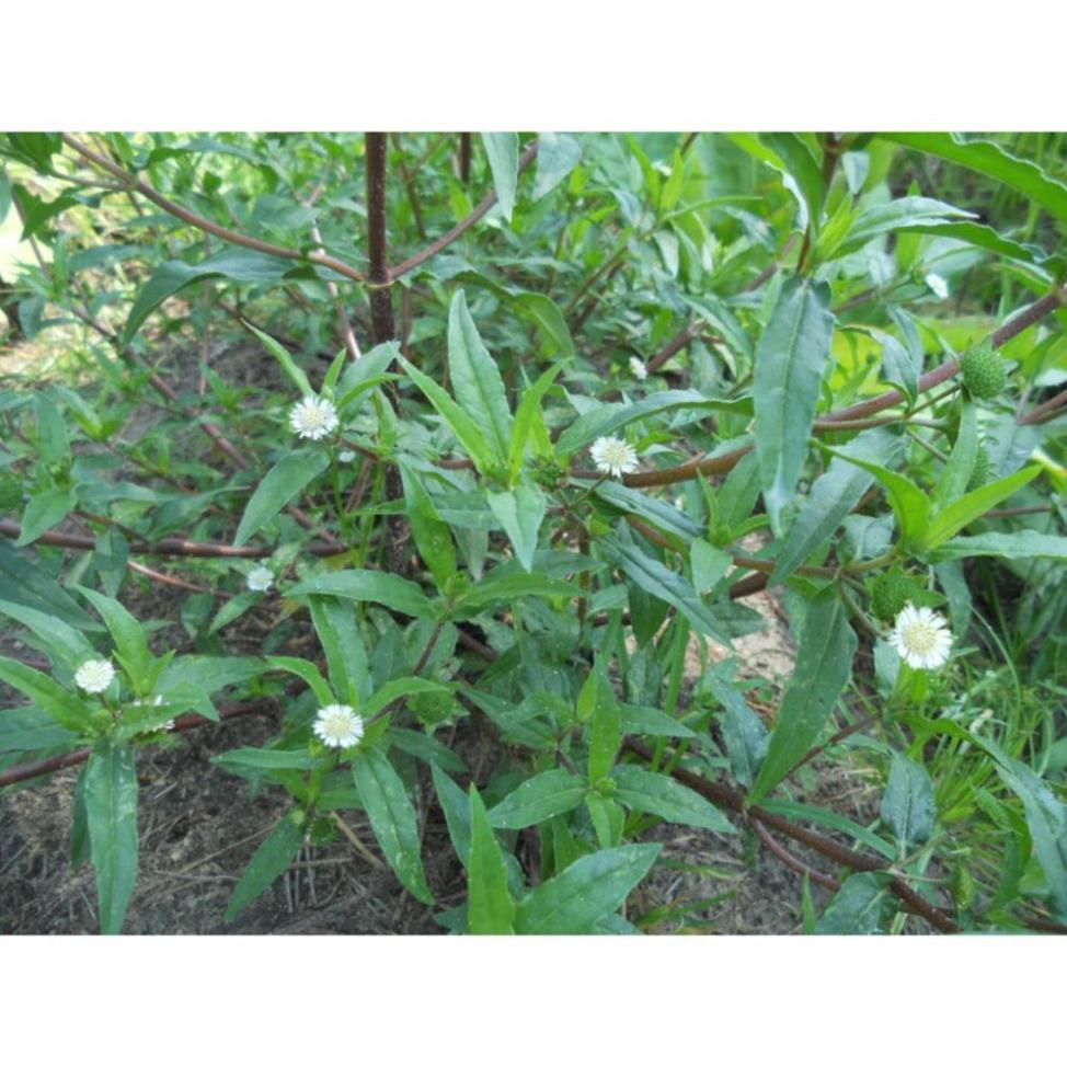 Cây Nhọ Nồi Khô / Cây Cỏ Mực Khô