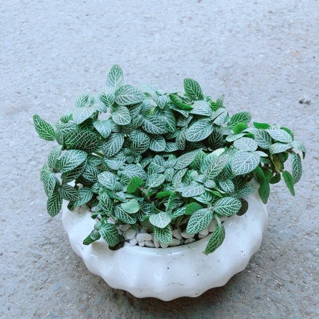 Chậu Cẩm Nhung