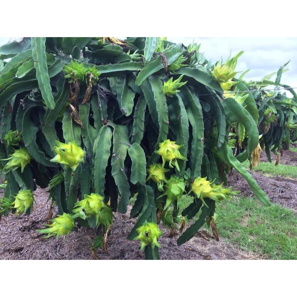 Cây Thanh Long Vỏ Vàng ruột trắng tai xanh THÁI LAN Cực Ngọt - Hàng chuẩn F1