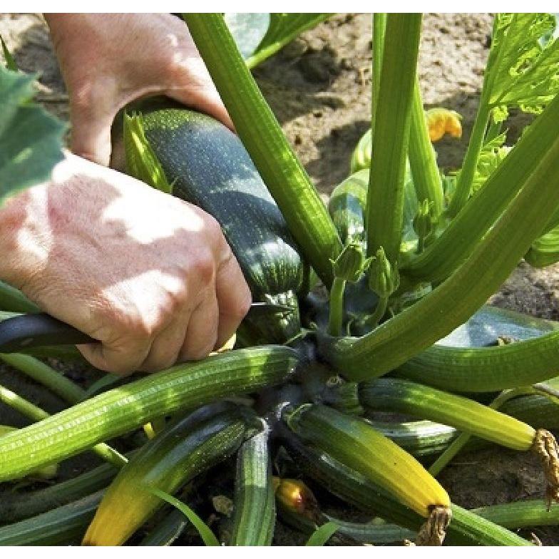 Combo 2 gói Hạt giống bí ngòi xanh quả dài - Gói 10 hạt