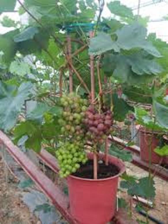 Cây giống nho lùn siêu sớm cho quả
