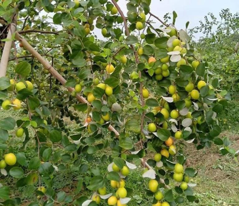 Cây táo đào vàng, cây táo đào vàng ghép, cho quả sớm, siêu sai quả, chất lượng