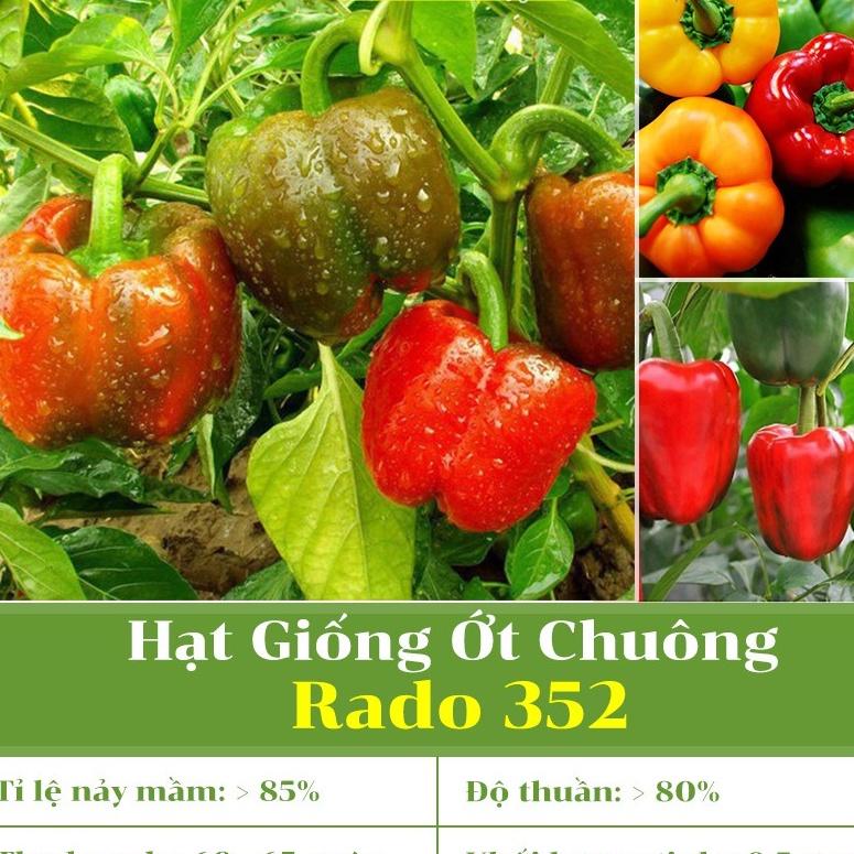 Hạt Giống Ớt Chuông Rado 352 (0,5gr) - Trái xanh chín chuyển đỏ, trái 3-4 khía, nặng 150-200g