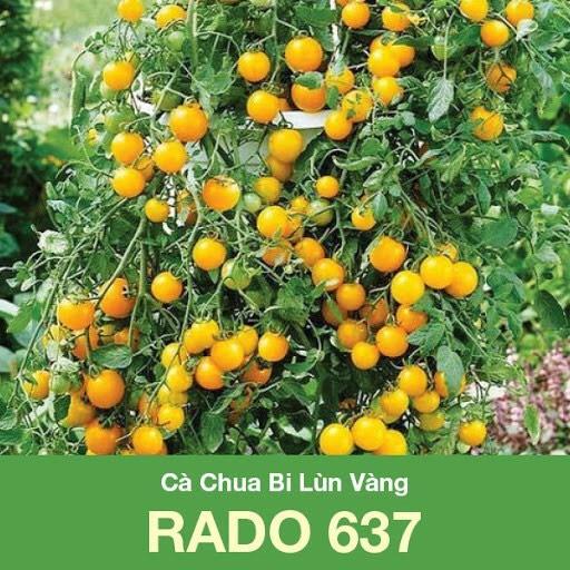Giống cà chua bi lùn vàng