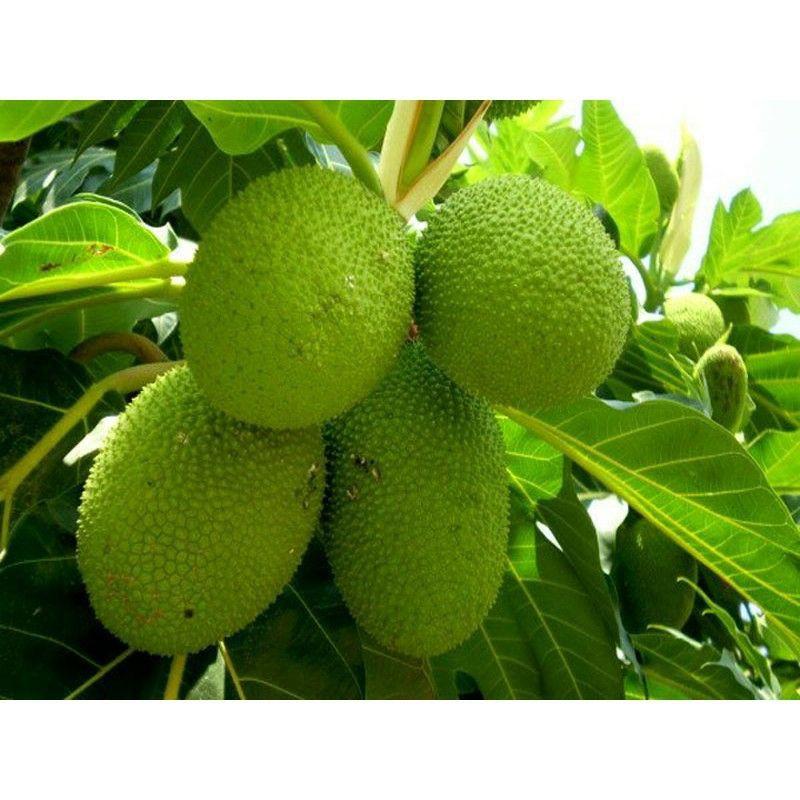 Cây sa kê cam kết chuẩn giống f1
