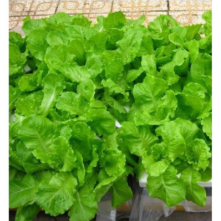 Hạt giống rau xà lách chịu nhiệt 5gr/gói
