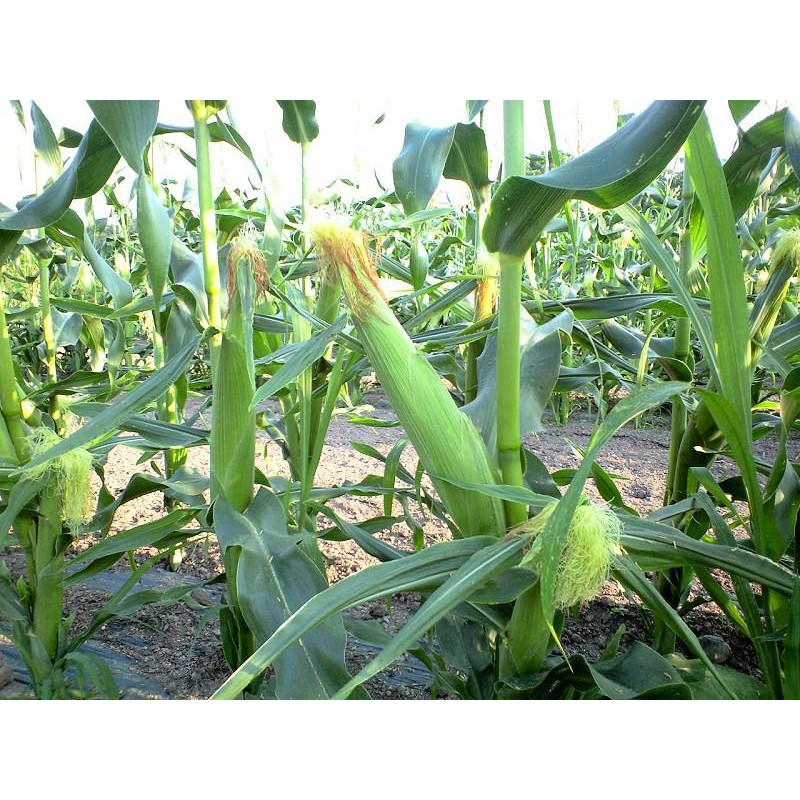 Hạt Giống Ngô Nếp Lai HN90 Đều Dẹp Thơm Tròn Hạt