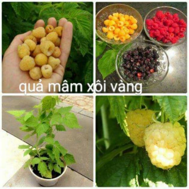 CÂY GIỐNG MÂM XÔI VÀNG