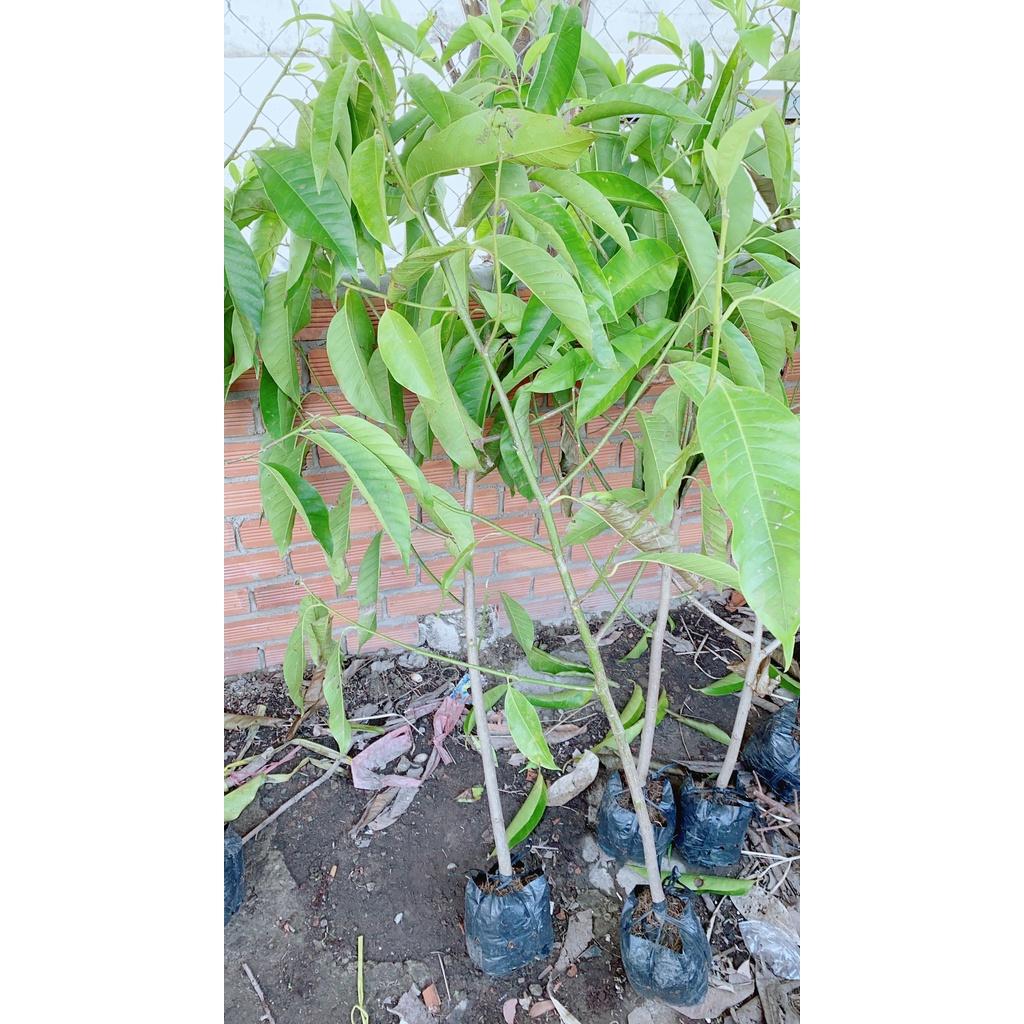 Ngọc Lan Cây Lớn Giống Cho Hoa Thơm