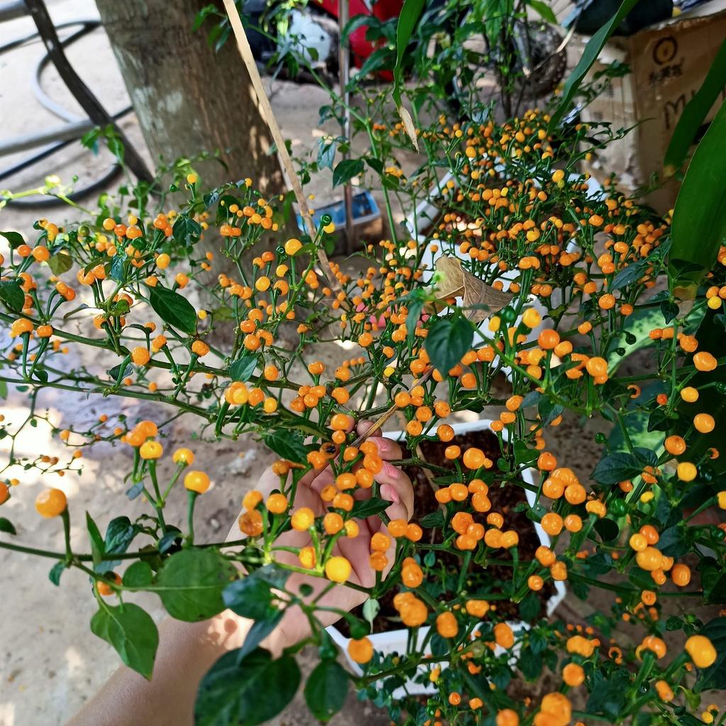 Giống Ớt Peru Aji Charapita Mắc Nhất Thế Giới