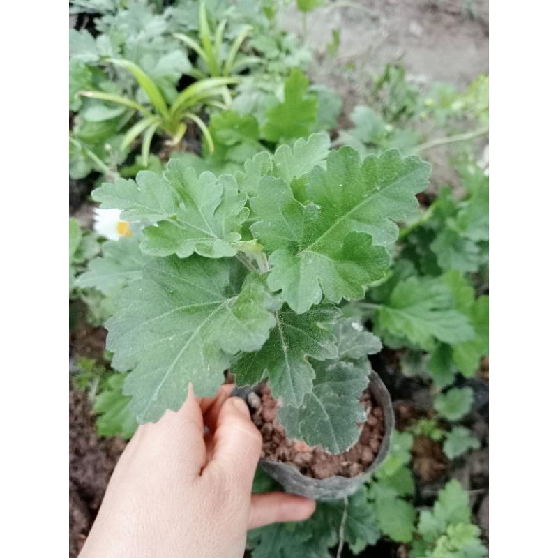 Cây giống cúc cổ sơn la bầu ổn định