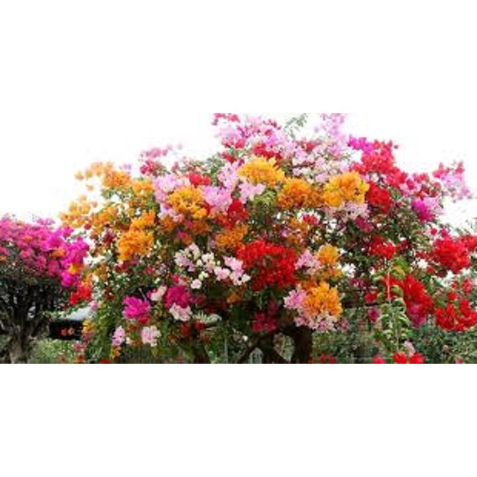 CÂY HOA GIẤY ĐỦ MÀU - CHẬU TO