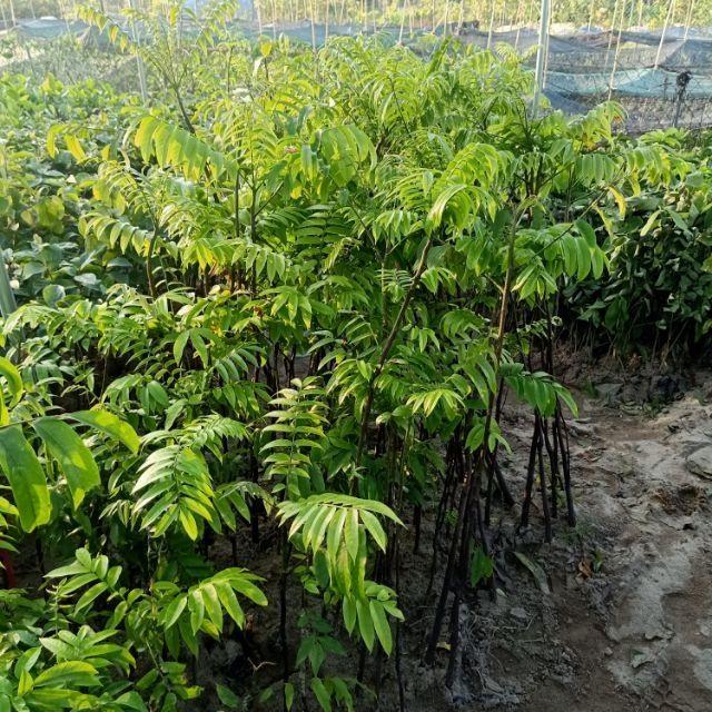 CÂY GIỐNG SẤU GHÉP