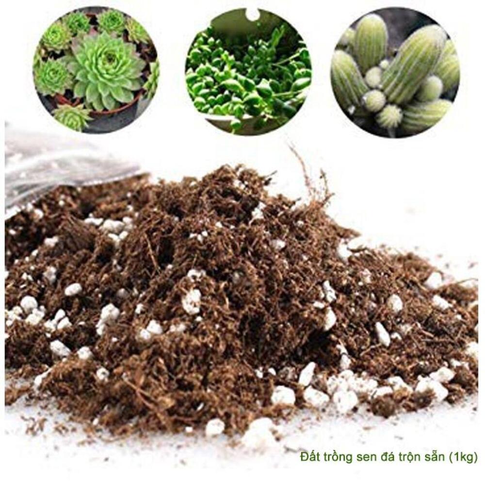 300g Giá thể trồng sen đá, xương rồng soil mix, đất trồng sen đá