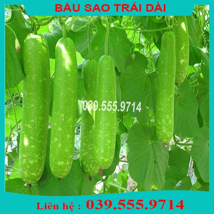 Combo 4 Loại Hạt Giống Bầu Bí - GIỐNG CỰC CHUẨN