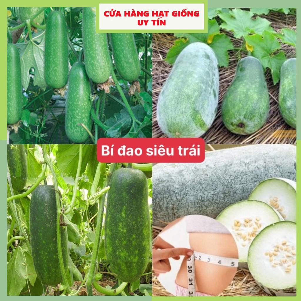 Hạt giống bí đao siêu trái dễ trồng kháng bệnh tốt năng suất cao gói 15 hạt cửa hàng hạt giống uy tín