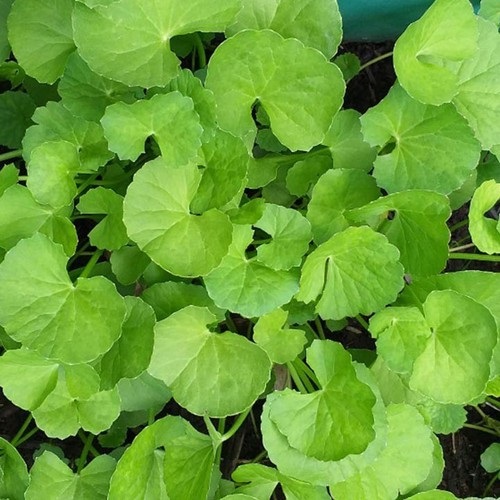 HẠT GIỐNG RAU MÁ LÁ NHỎ F1
