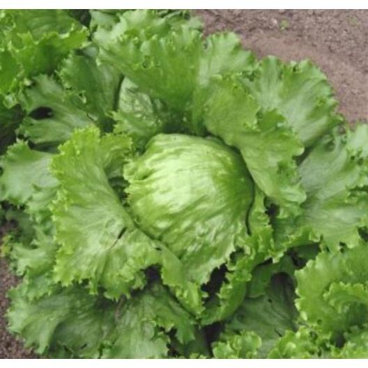 0,2gr gói hạt giống xà lách Mỹ siêu giòn