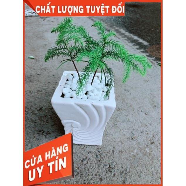 Chậu Tùng Bách Tán