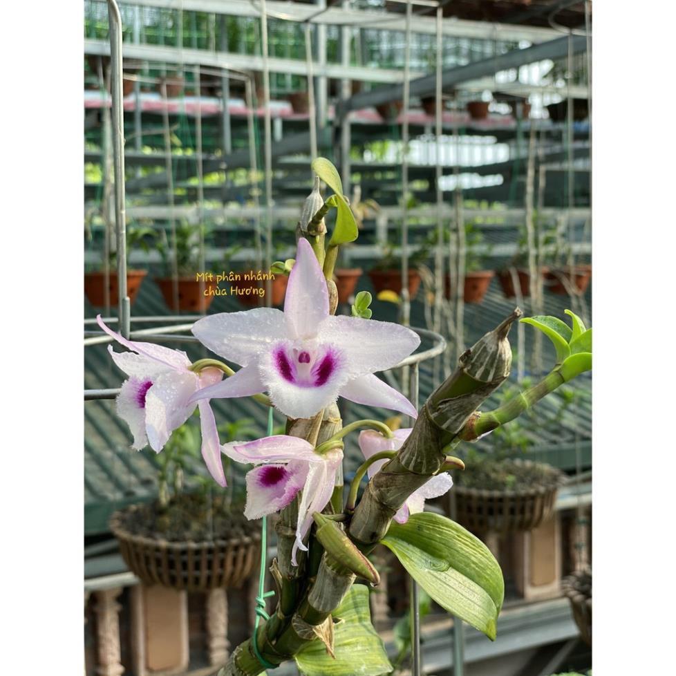 Sản Phẩm Hoa lan phi điệp Mít phân nhánh Chùa Hương