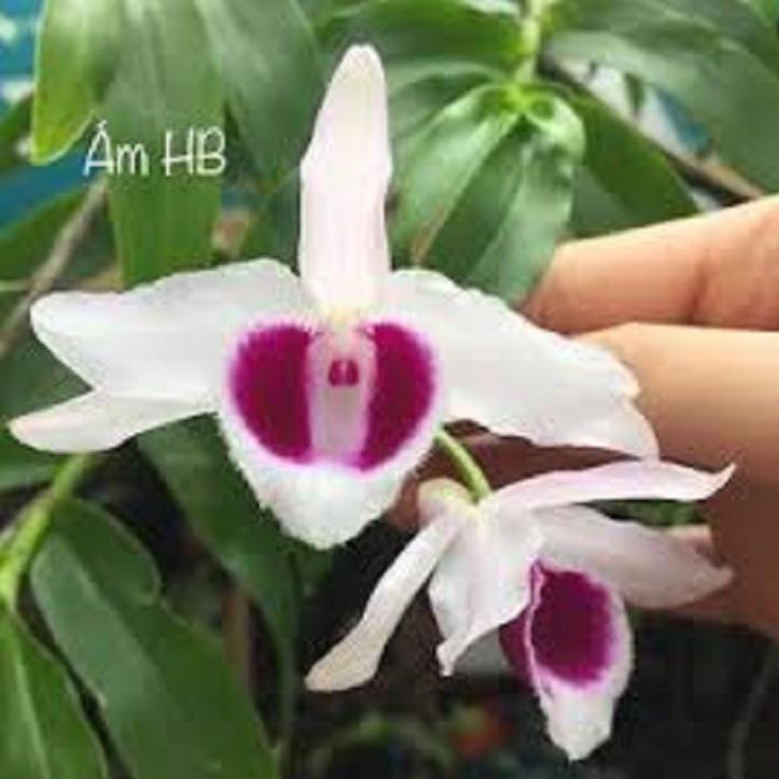 Hoa lan phi điệp - ám hòa bình