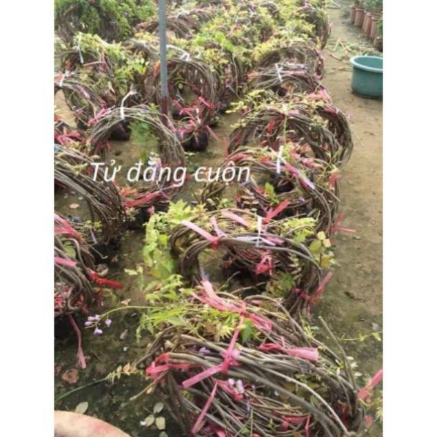 Sản phẩm HOA TỬ ĐẰNG