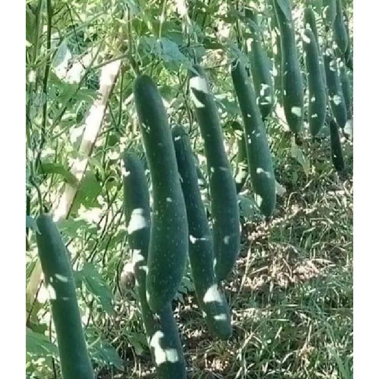 Hạt giống bí sặt - Bí xanh dài - 1 gói 30 hạt - BSAT