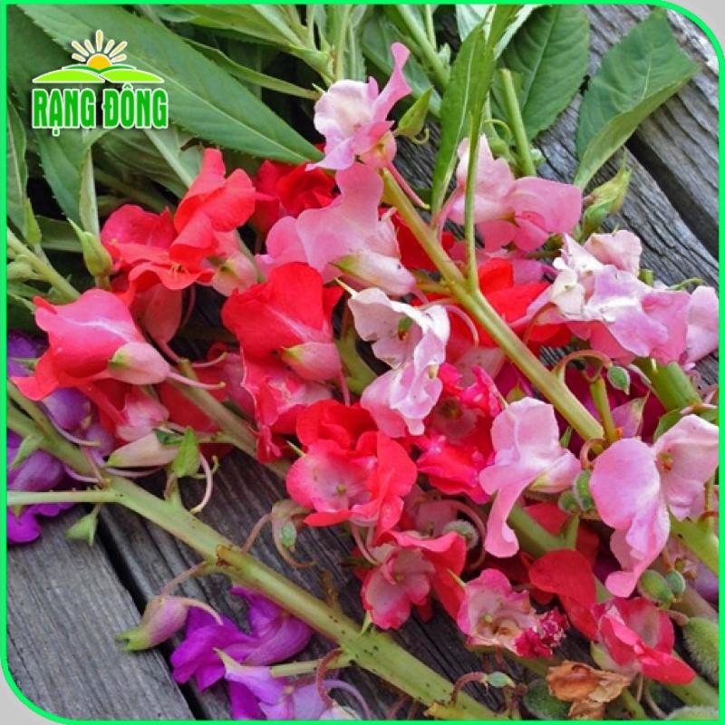 Hạt giống Hoa Móng Tay Nhiều Màu Rd 809 (0,1g~20 hạt) dễ trồng, hoa nở liên tục, quanh năm - Hạt giống Rạng Đông