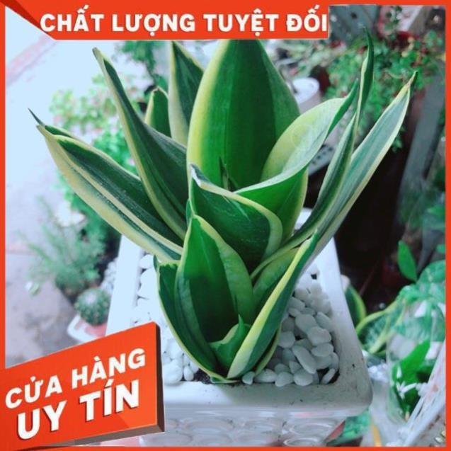Chậu Lưỡi Hổ Thái Xanh
