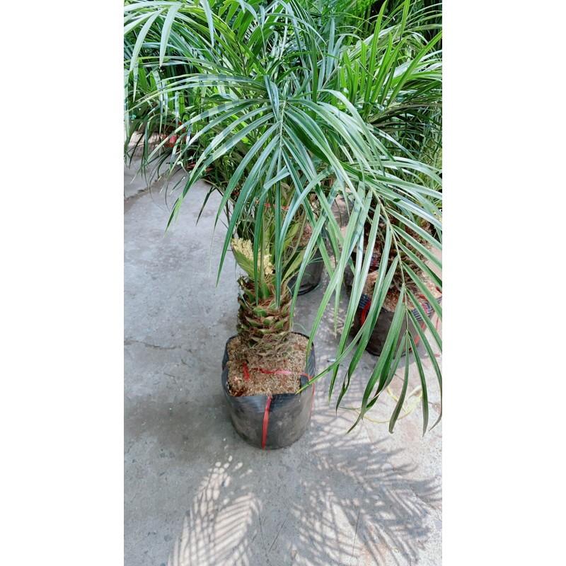 Cau Nga Mi Có Hoa Lớn