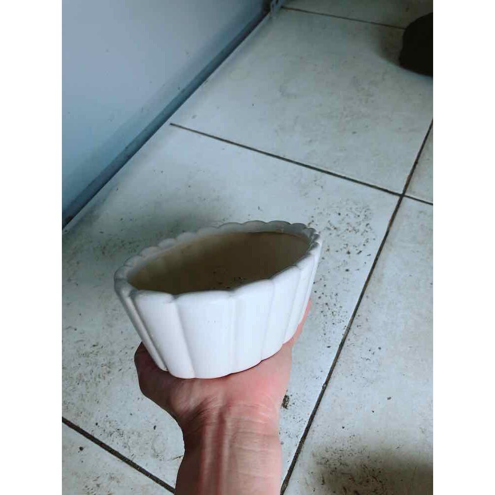 Chậu Trồng Cây Bán Chạy