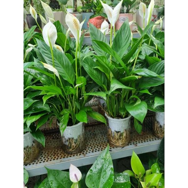 Lan ý trồng thủy sinh - cây cảnh để bàn