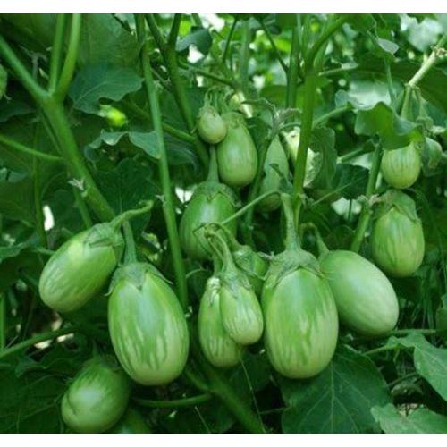 Hạt Giống Cà Trứng Rồng Mã Lai F1 CT271 - Gói 0.3gram