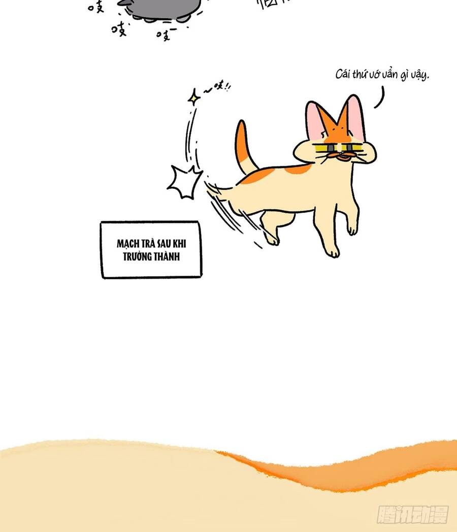 a mãn và mạch trà chapter 156.1 6