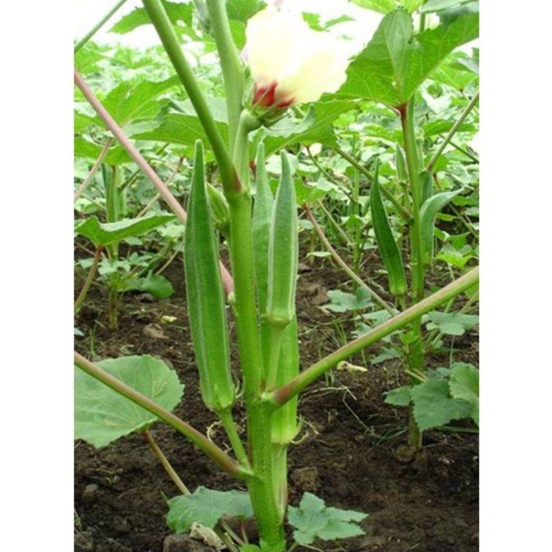Hạt giống Đậu bắp xanh gói 10gr / Đậu bắp đỏ