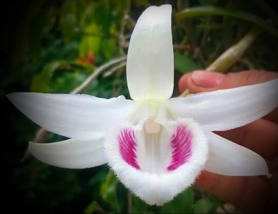 CHẬU Lan Phi điệp 5 cánh trắng TIÊN SA