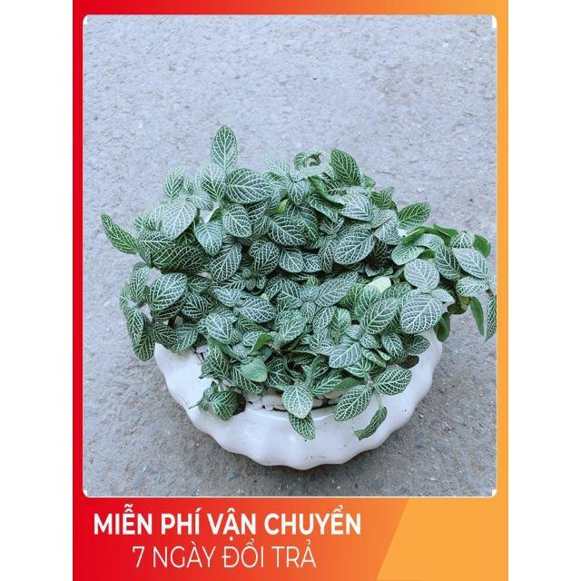 Chậu Cẩm Nhung