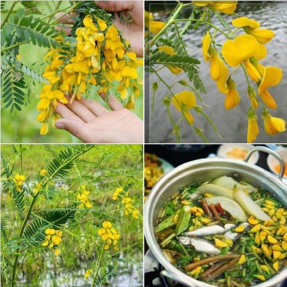 Hạt giống bông điên điển vàng- gói 10 hạt/tặng kèm gói phân bón lót