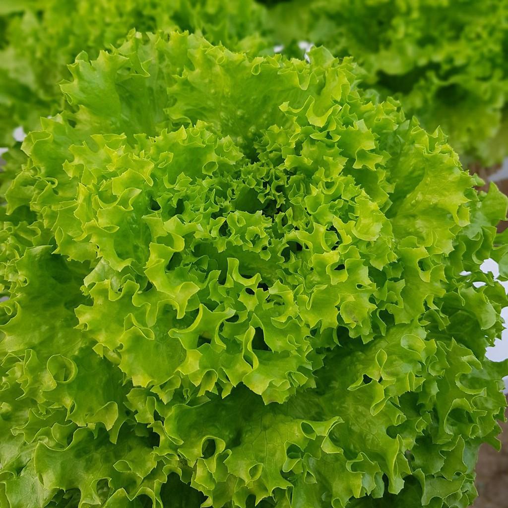5Gr Hạt Giống Xà Lách Xoan Xanh